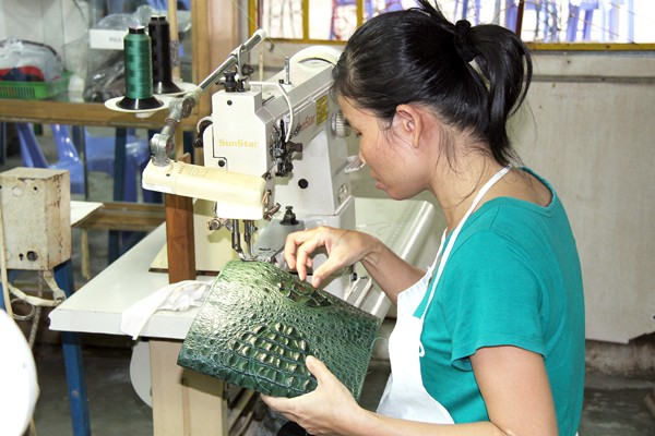 The worker processes crocodile skin at Saigon Crocodile Village (Photo: SGGP)